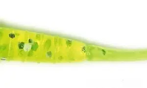 Lucky John Troutino 1.7''(inch) 4.3cm 12 Adet